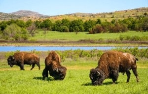 The Wichita Mountains Wildlife Refuge