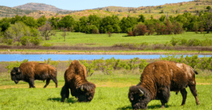 Wichita Mountains National Wildlife Refuge Bison